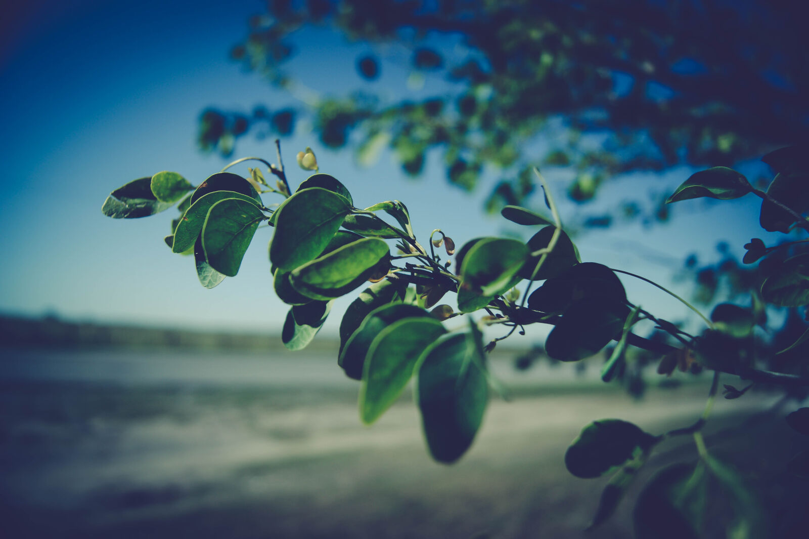 Sony Alpha DSLR-A390 sample photo. Nature photography