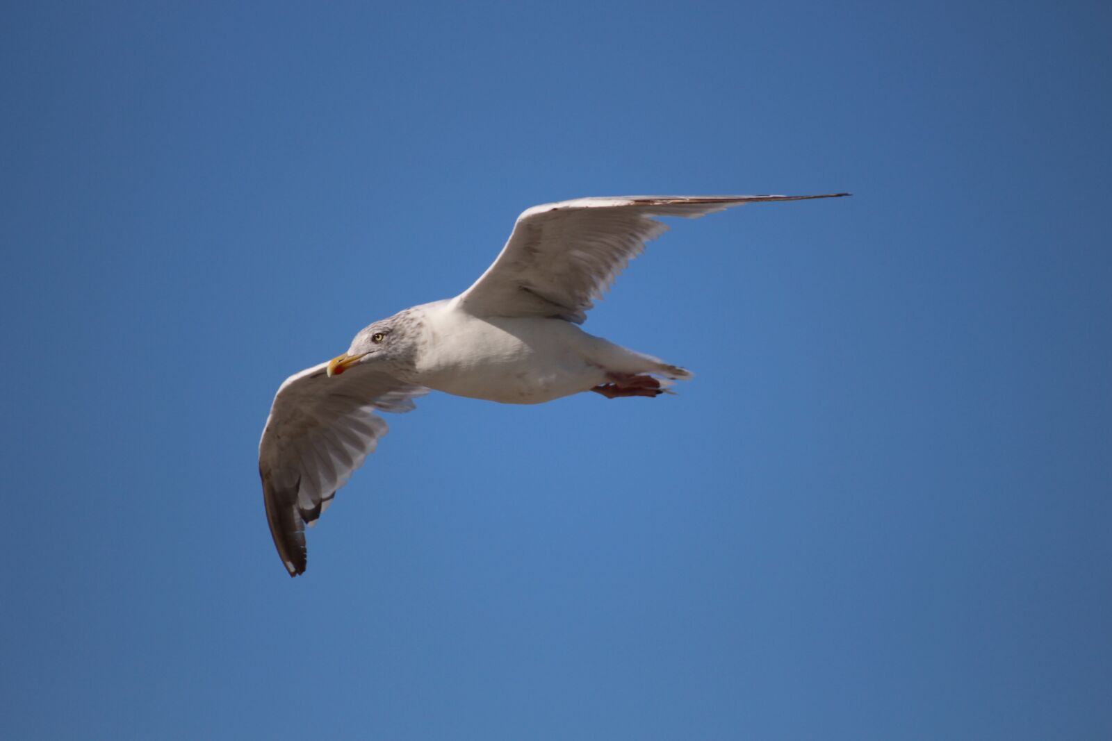 Canon EOS 700D (EOS Rebel T5i / EOS Kiss X7i) sample photo. Seagull, flight, bird photography