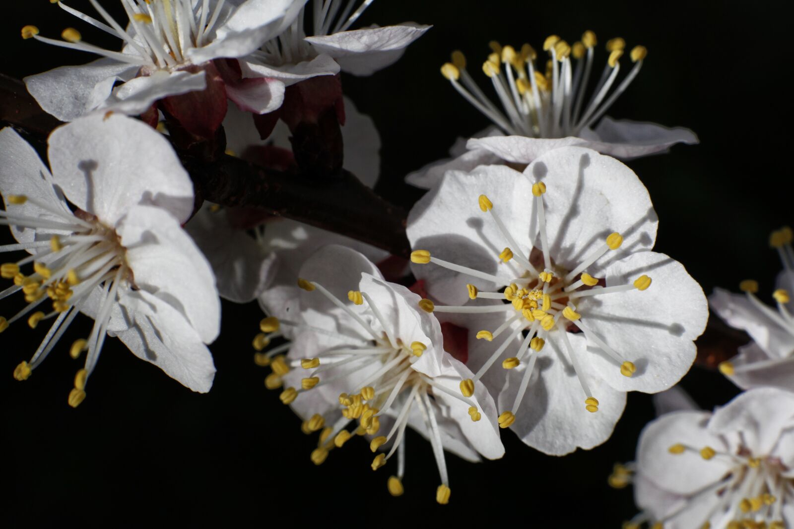 Canon EOS 5D Mark II sample photo. Cherry, flower, spring photography