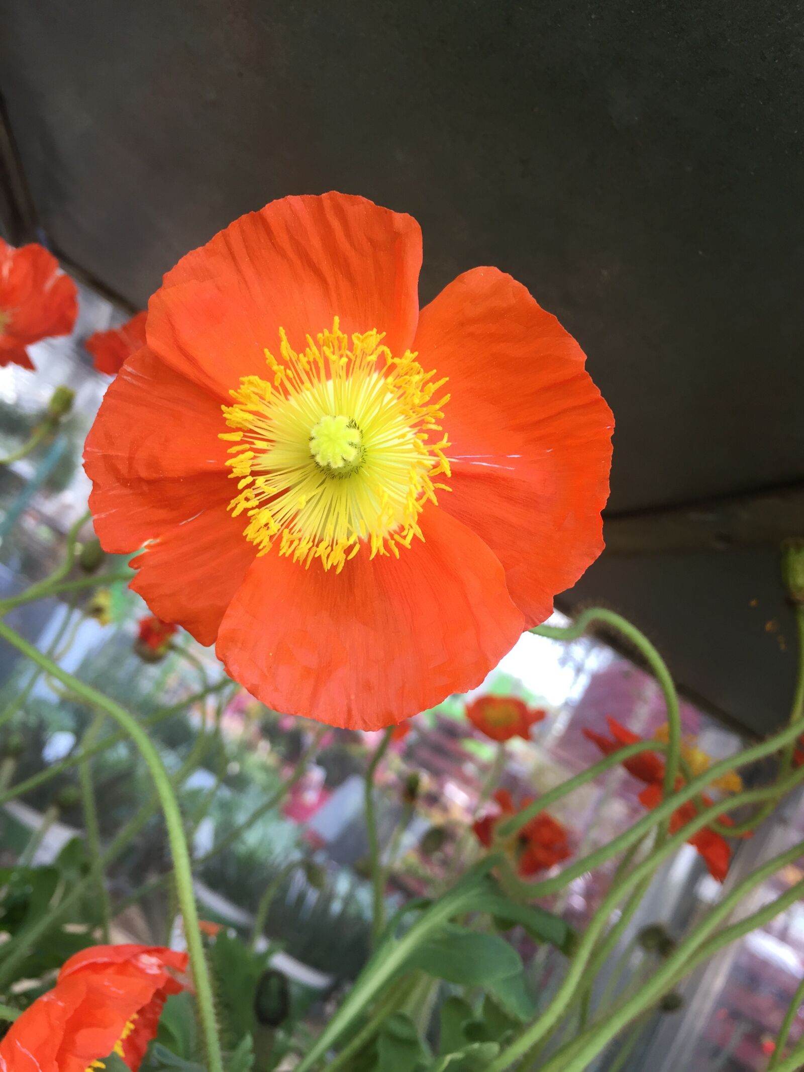 Apple iPhone 6 sample photo. Flower, poppy, nature photography