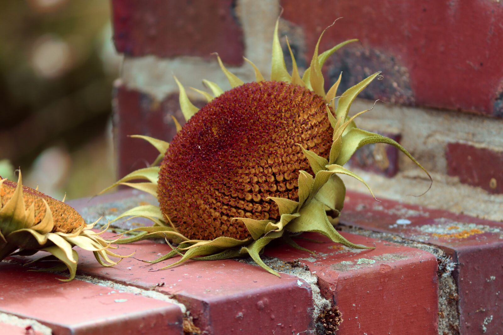 Canon EOS 200D (EOS Rebel SL2 / EOS Kiss X9) sample photo. Sunflower, seeds, flower photography