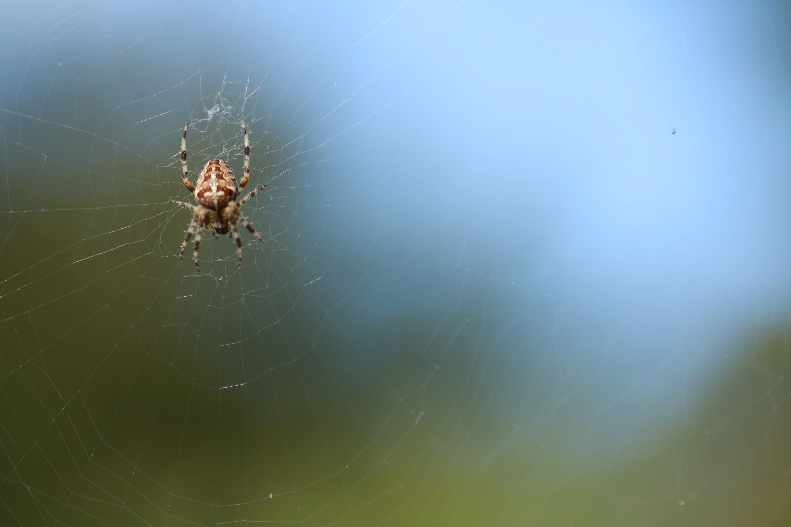 Tamron SP 90mm F2.8 Di VC USD 1:1 Macro sample photo. Nature, spider, waters photography