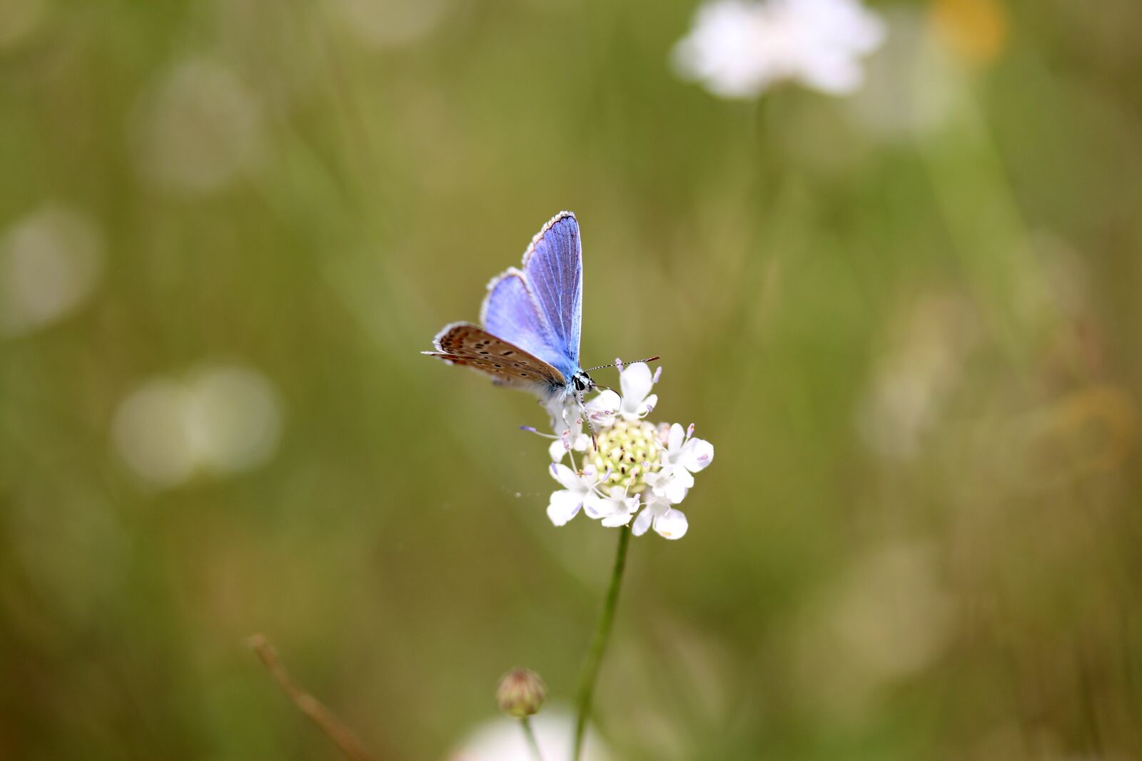 Canon EF-S 60mm F2.8 Macro USM sample photo. Butterfly, blue, flower photography