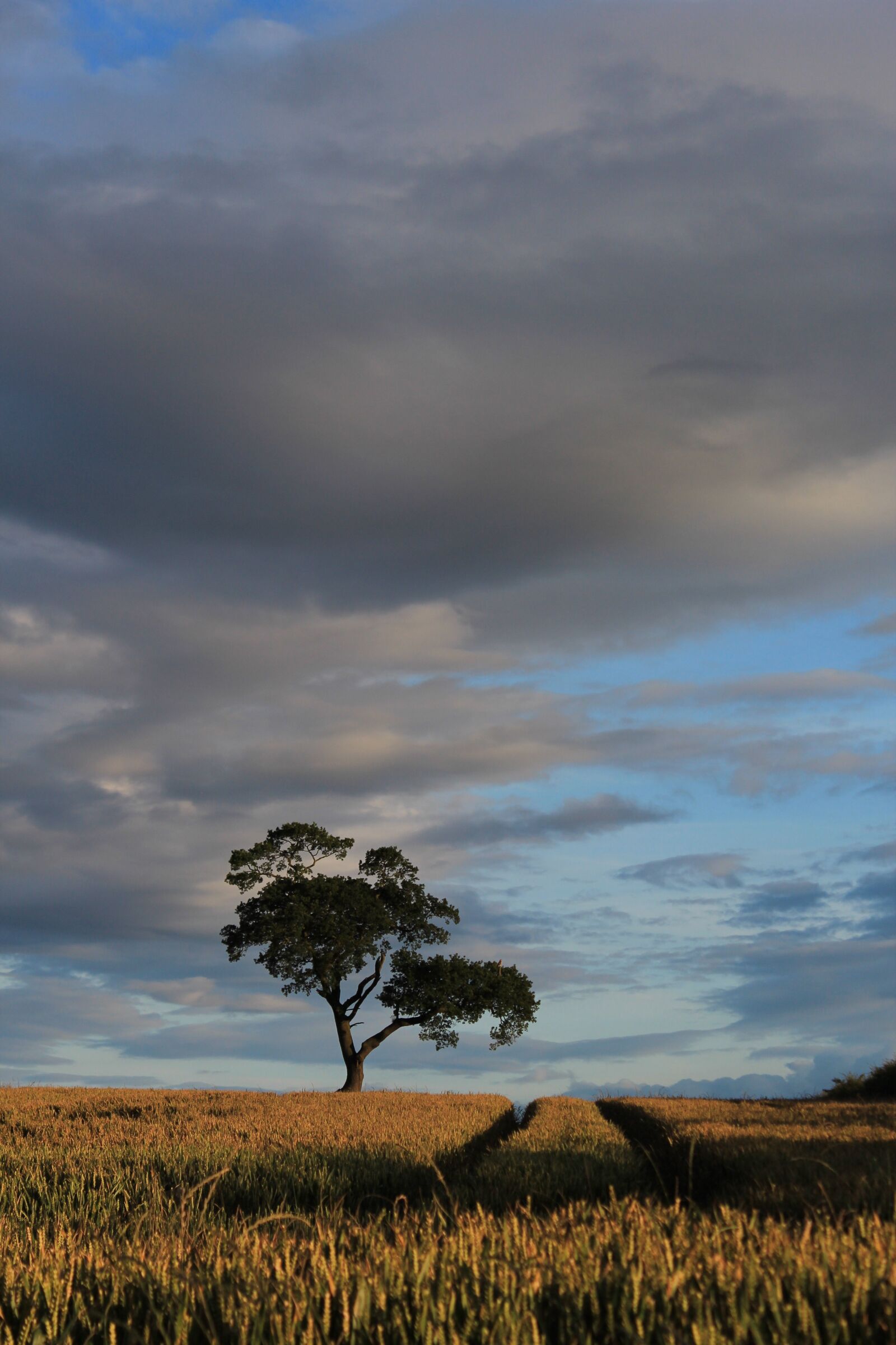 Canon EOS 600D (Rebel EOS T3i / EOS Kiss X5) sample photo. Field, autumn, sky photography