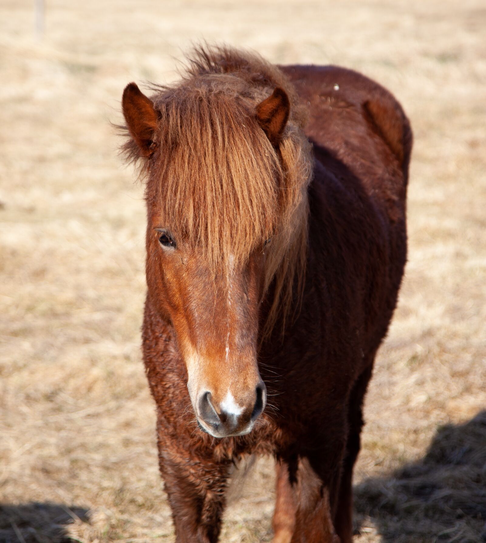 Canon EOS 5D Mark II sample photo. Horse, brown, frontal photography
