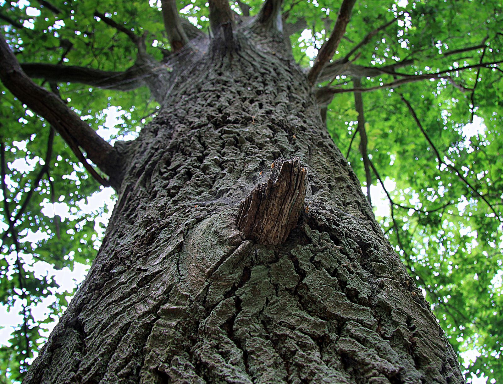 Canon EOS 50D sample photo. Tree, the bark, konary photography