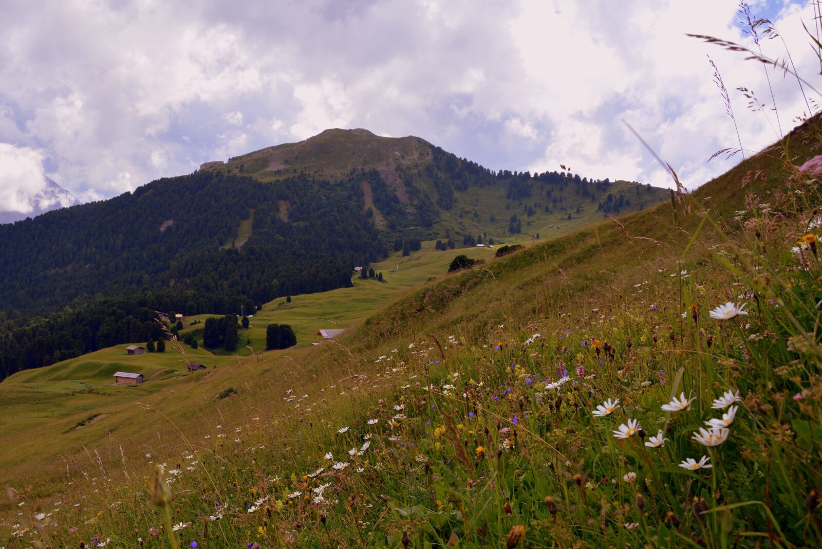 Nikon D7100 sample photo. Prato, flowers, mountain photography