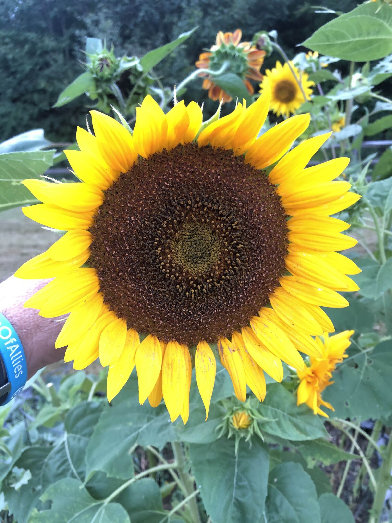 iPhone 8 Plus back dual camera 3.99mm f/1.8 sample photo. Sunflower, yellow flower, summer photography