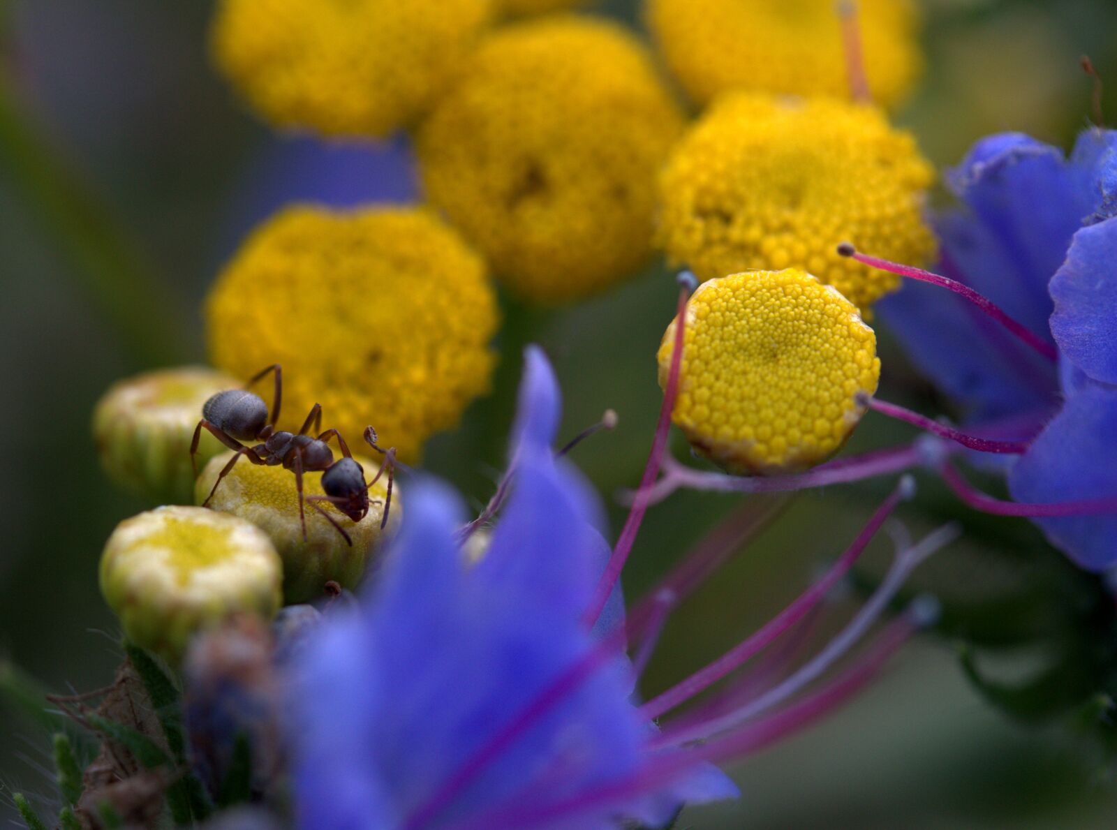 Canon EOS 7D Mark II sample photo. Ant, flowers, yellow photography