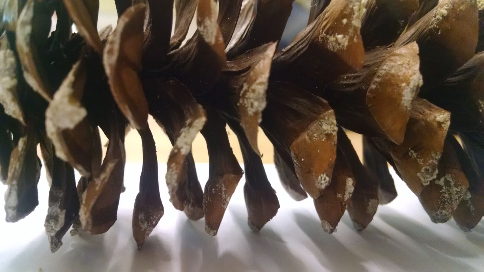 Motorola Moto X (1st Gen) sample photo. Nature, pinecone photography