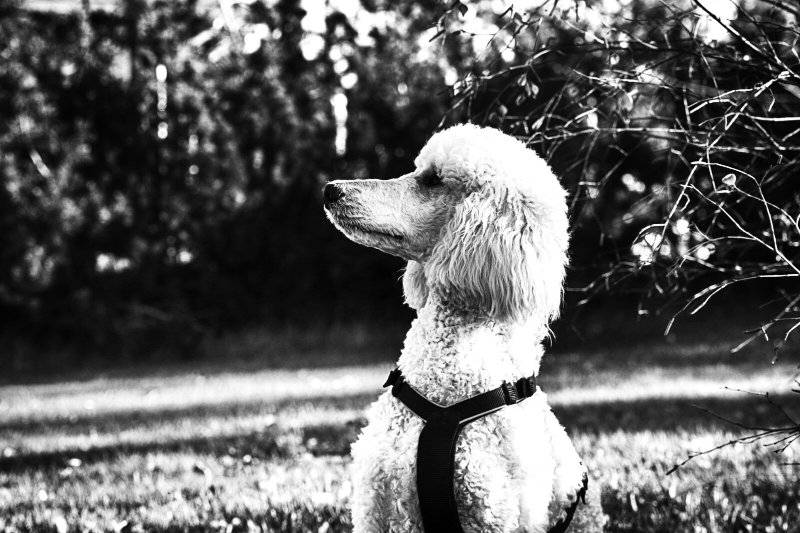 Canon EOS 7D Mark II sample photo. Poodle, portrait, dog photography