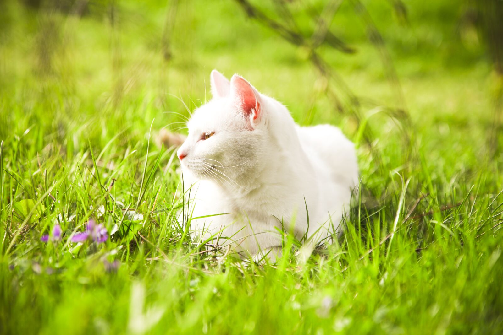 Canon EOS 5D Mark II + Canon EF 24-105mm F4L IS USM sample photo. Young cat, meadow, chill photography