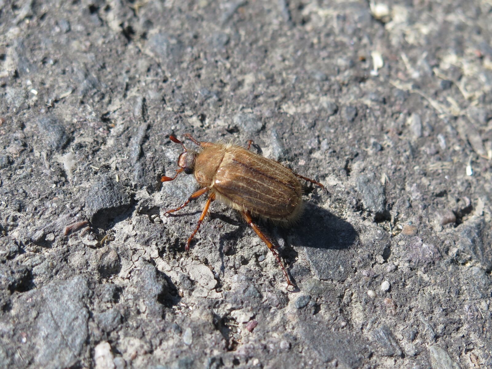 Canon PowerShot G16 sample photo. Chafer, beetle, insect photography