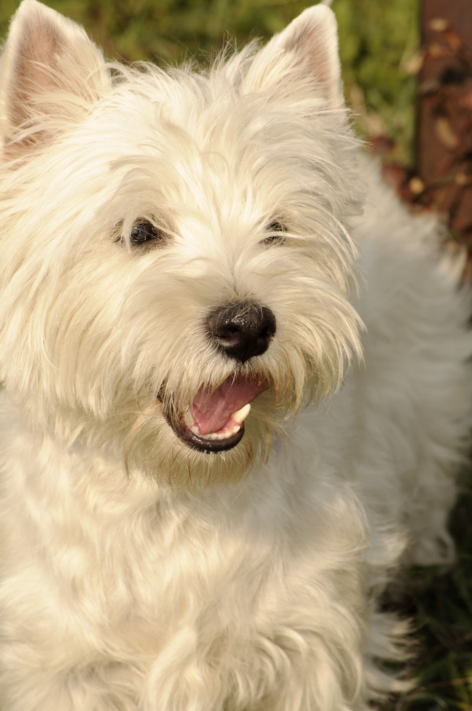 Nikon D5000 sample photo. Dog, animal, pet photography