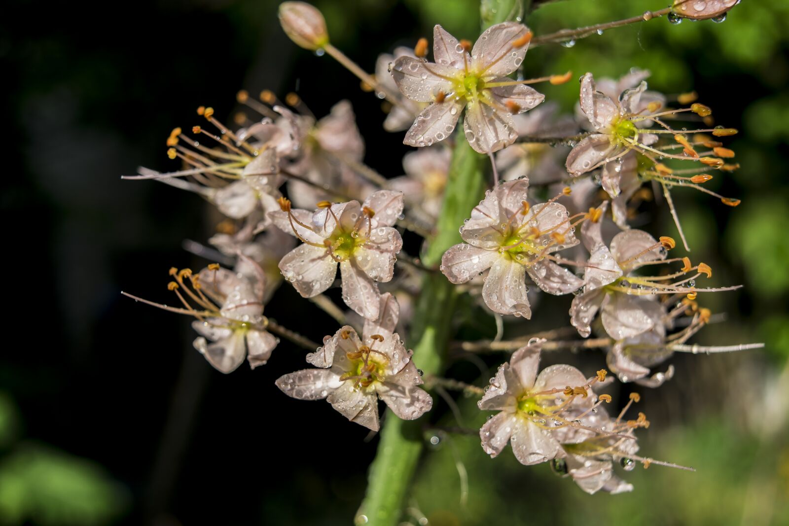 Nikon D3300 sample photo. Flower, rain, spring photography