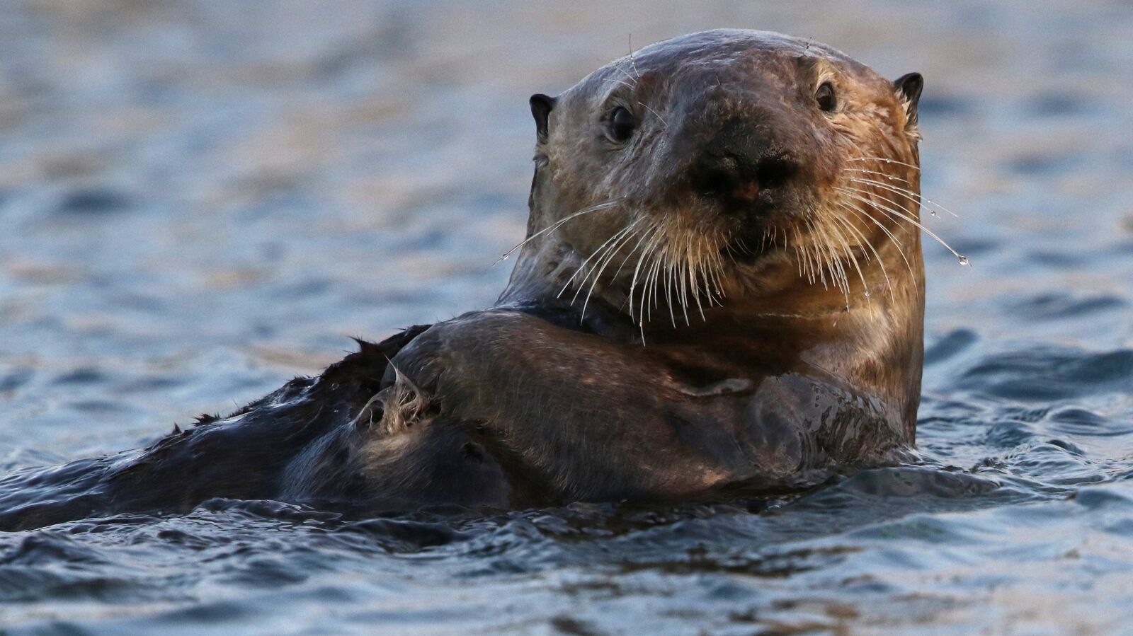 Canon EF 500mm F4L IS II USM sample photo. Sea otter, swimming, floating photography