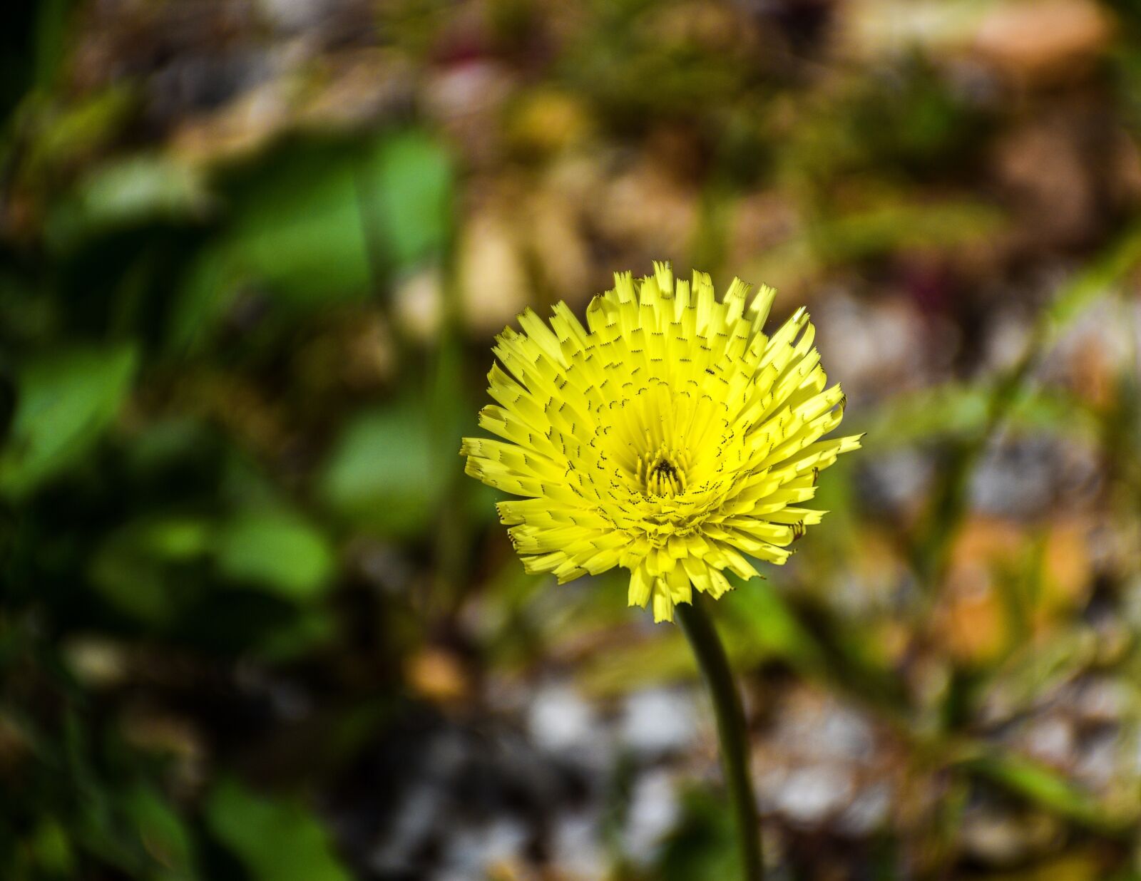 Nikon D5600 sample photo. Dandelion, flower, weed photography
