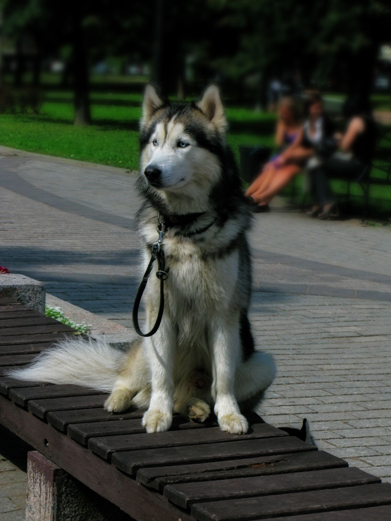 Canon POWERSHOT G9 sample photo. Husky, dog, animal photography