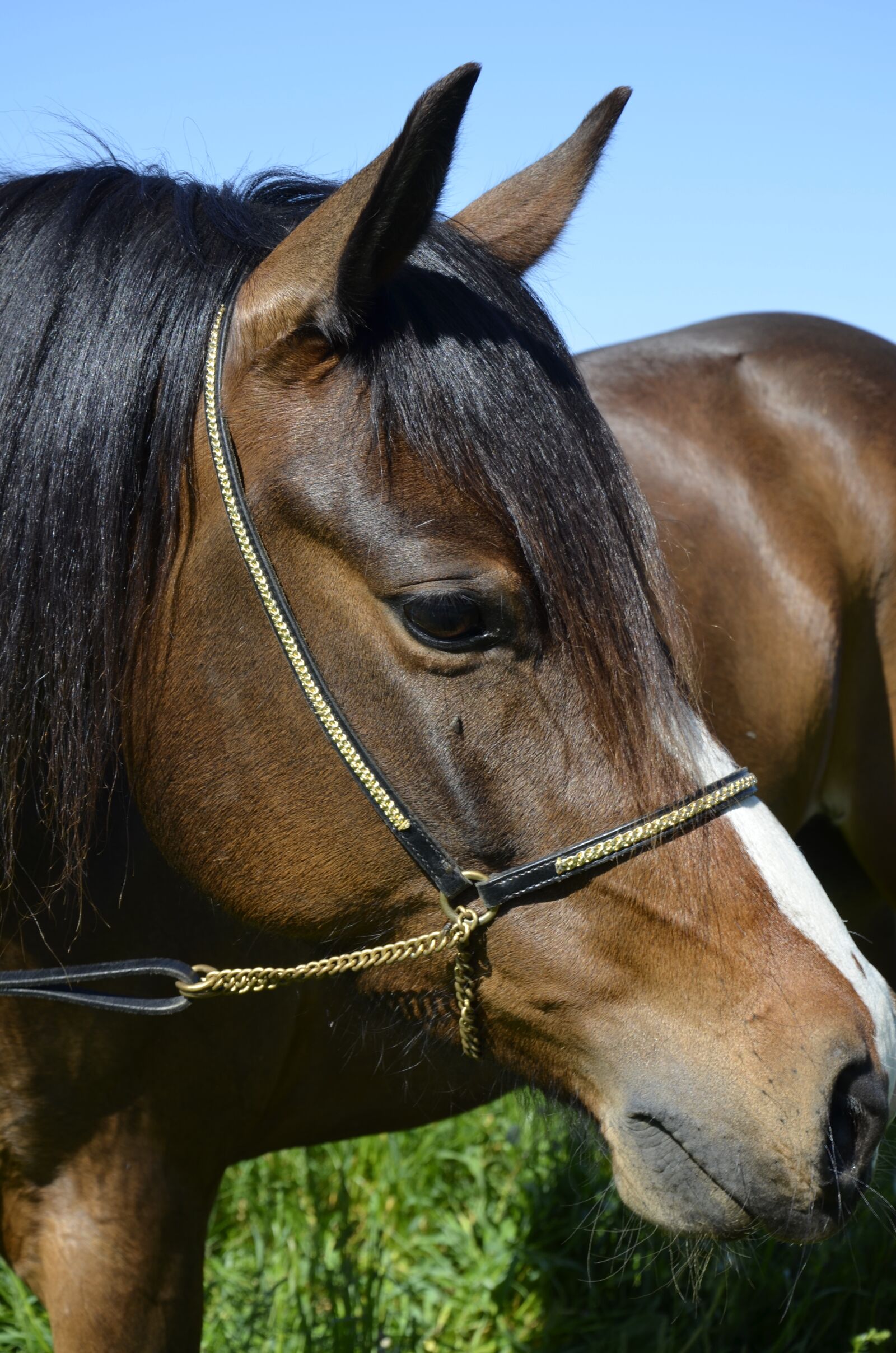 Nikon D5100 sample photo. Pony, brown horse, horse photography