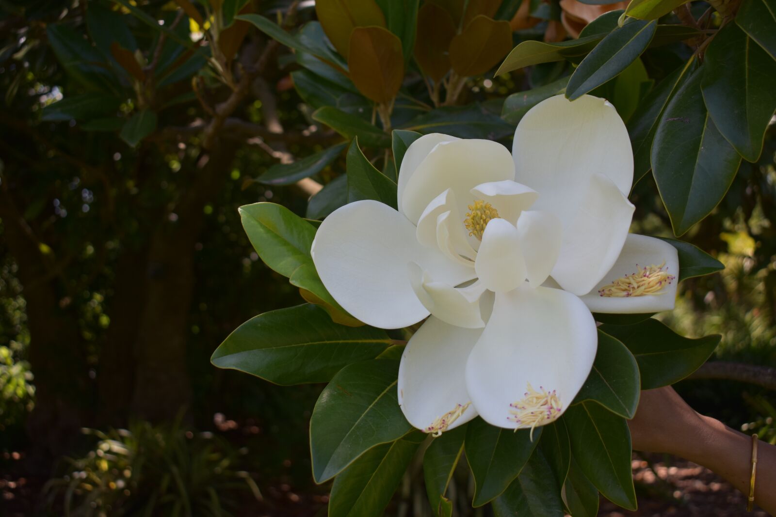 Nikon D3400 sample photo. Flower, nature, spring photography