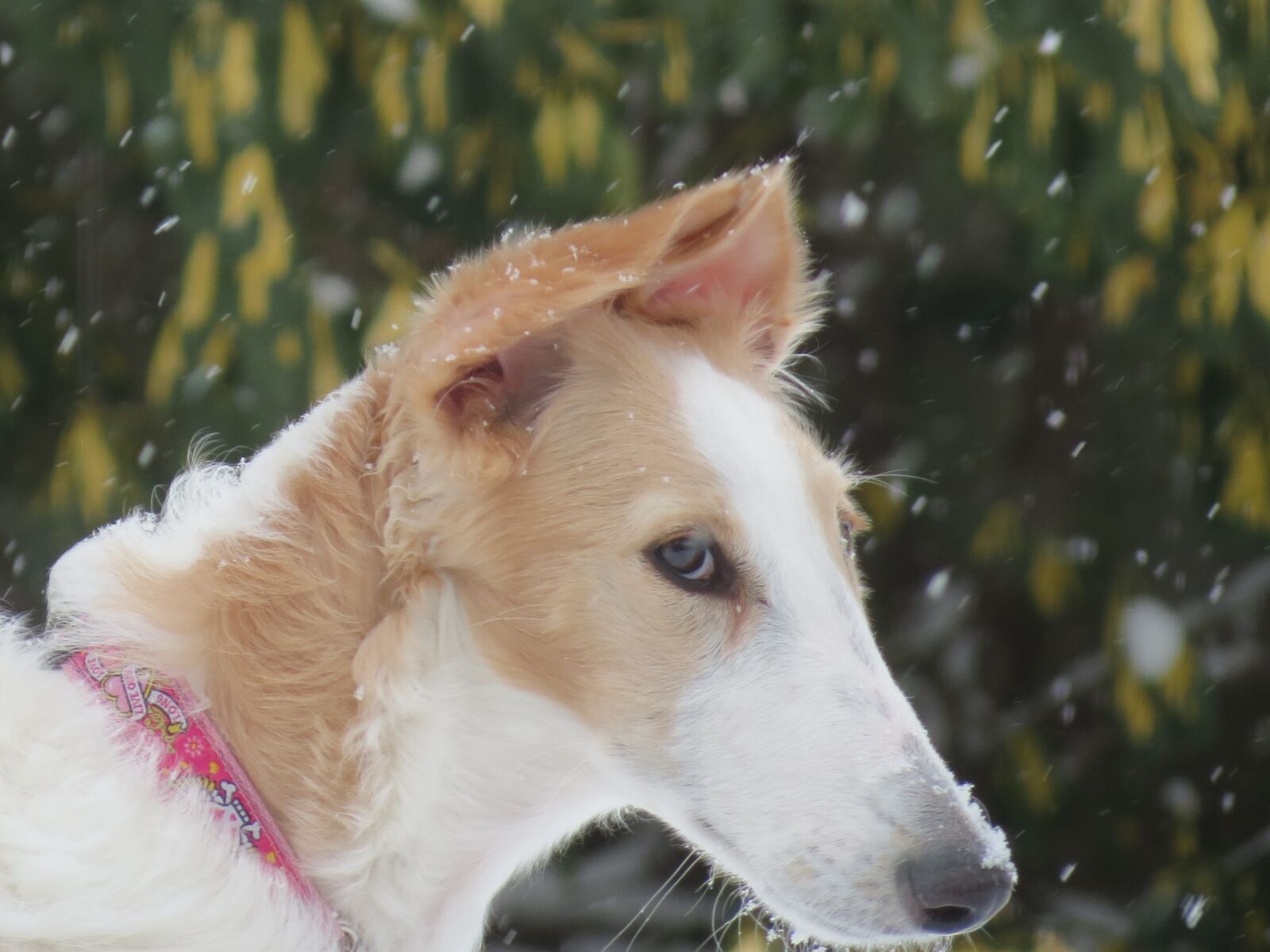 Canon PowerShot SX40 HS sample photo. Borzoi, dog, animal photography