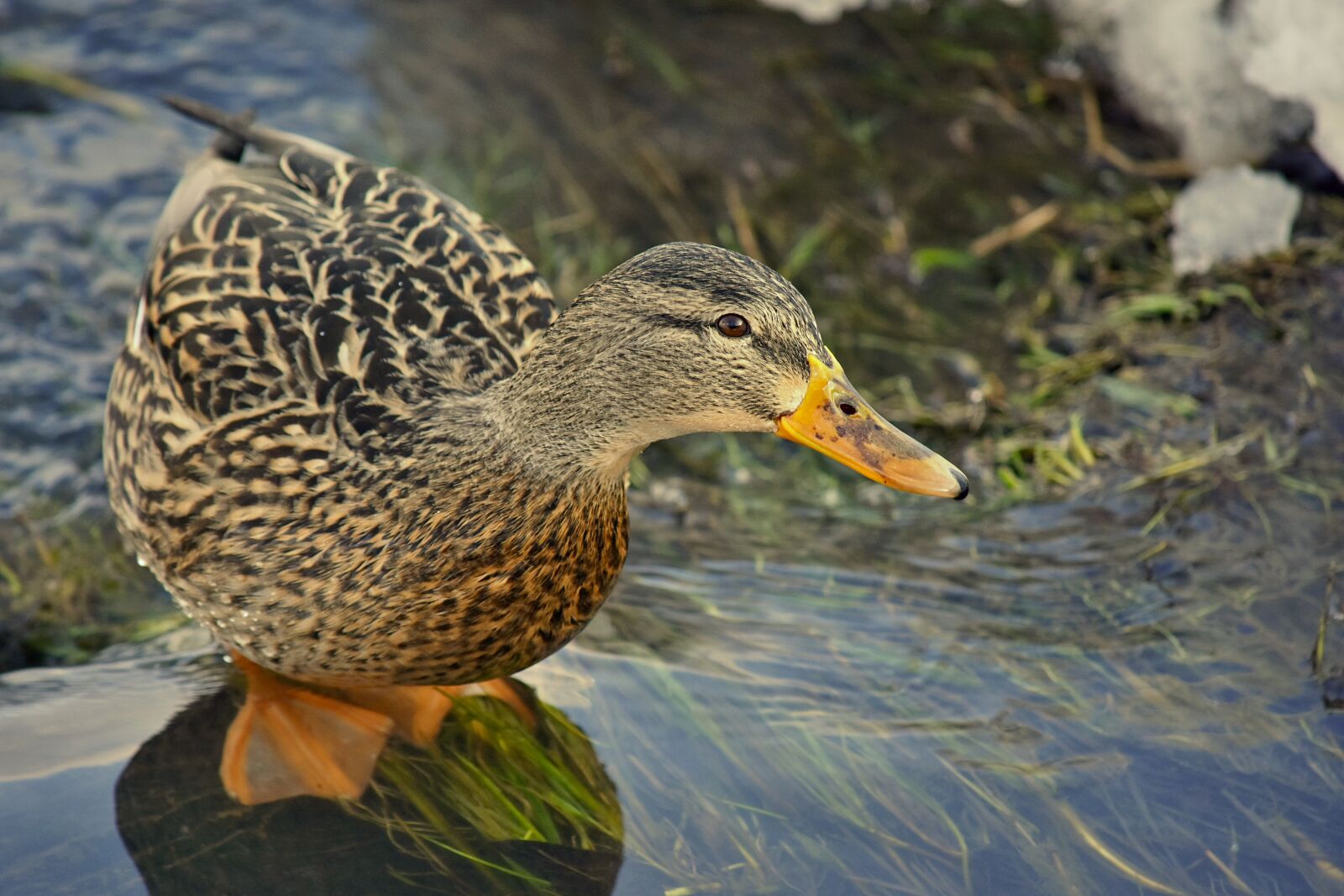 Nikon D7200 sample photo. Duck, water, bird photography