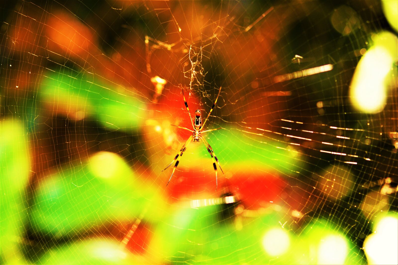 Nikon D5300 sample photo. Spider, charlotte's web, spider photography