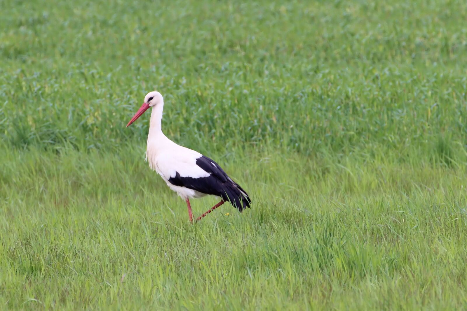 Canon EOS 600D (Rebel EOS T3i / EOS Kiss X5) sample photo. Stork, meadow, foraging photography