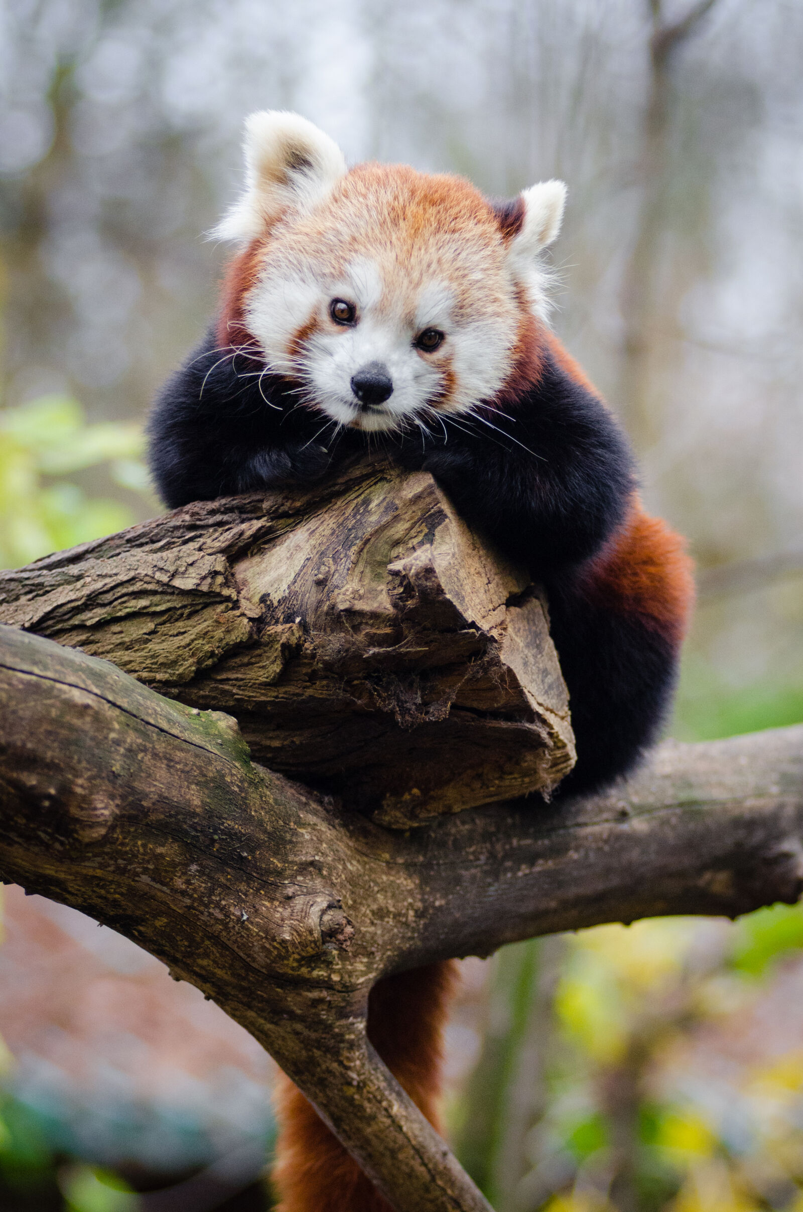 AF Zoom-Nikkor 80-200mm f/2.8 ED sample photo