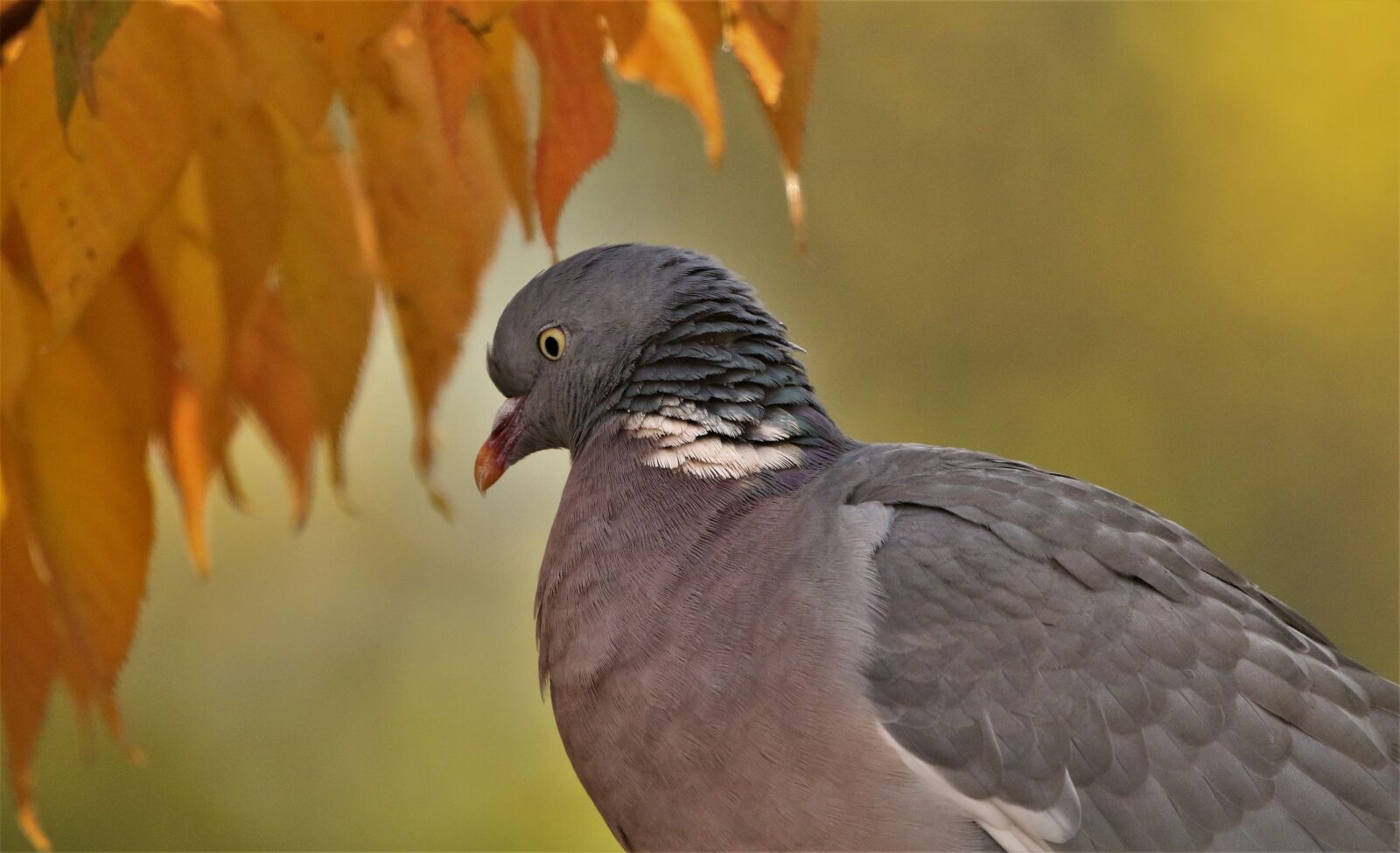 150-600mm F5-6.3 DG OS HSM | Contemporary 015 sample photo. Pigeon, feathers, bird photography