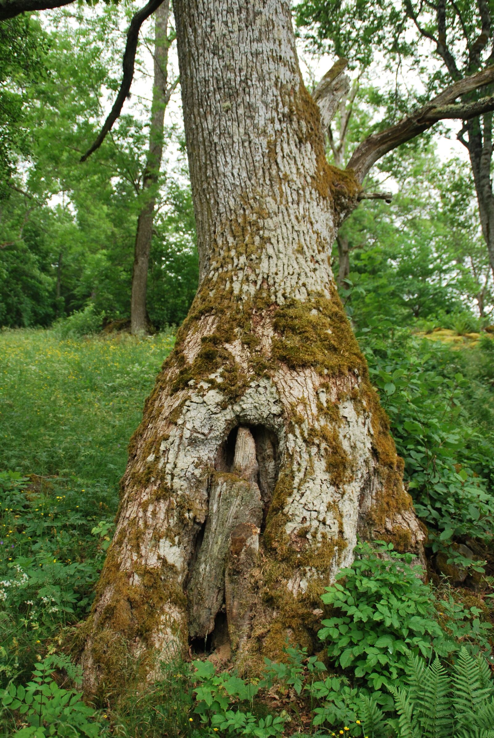 Nikon D60 sample photo. Nature reserve, sweden, old photography