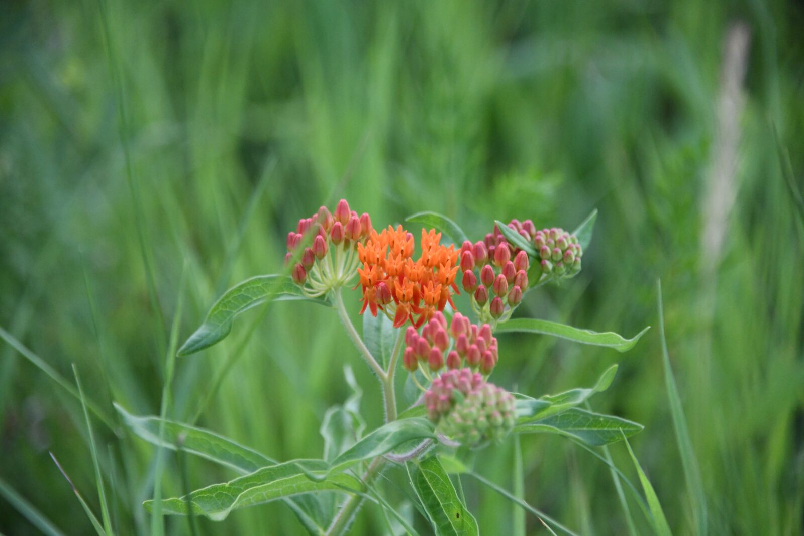 Nikon D850 sample photo. Asclepias, butterfly, weed photography