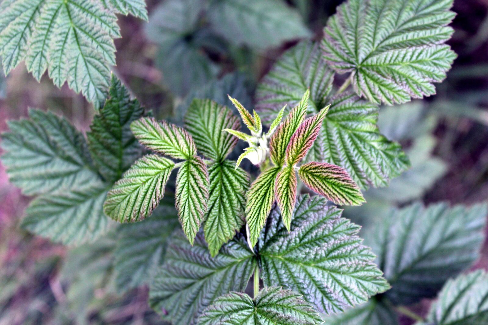 Canon EOS 1200D (EOS Rebel T5 / EOS Kiss X70 / EOS Hi) sample photo. Raspberry leaves, plant, nature photography