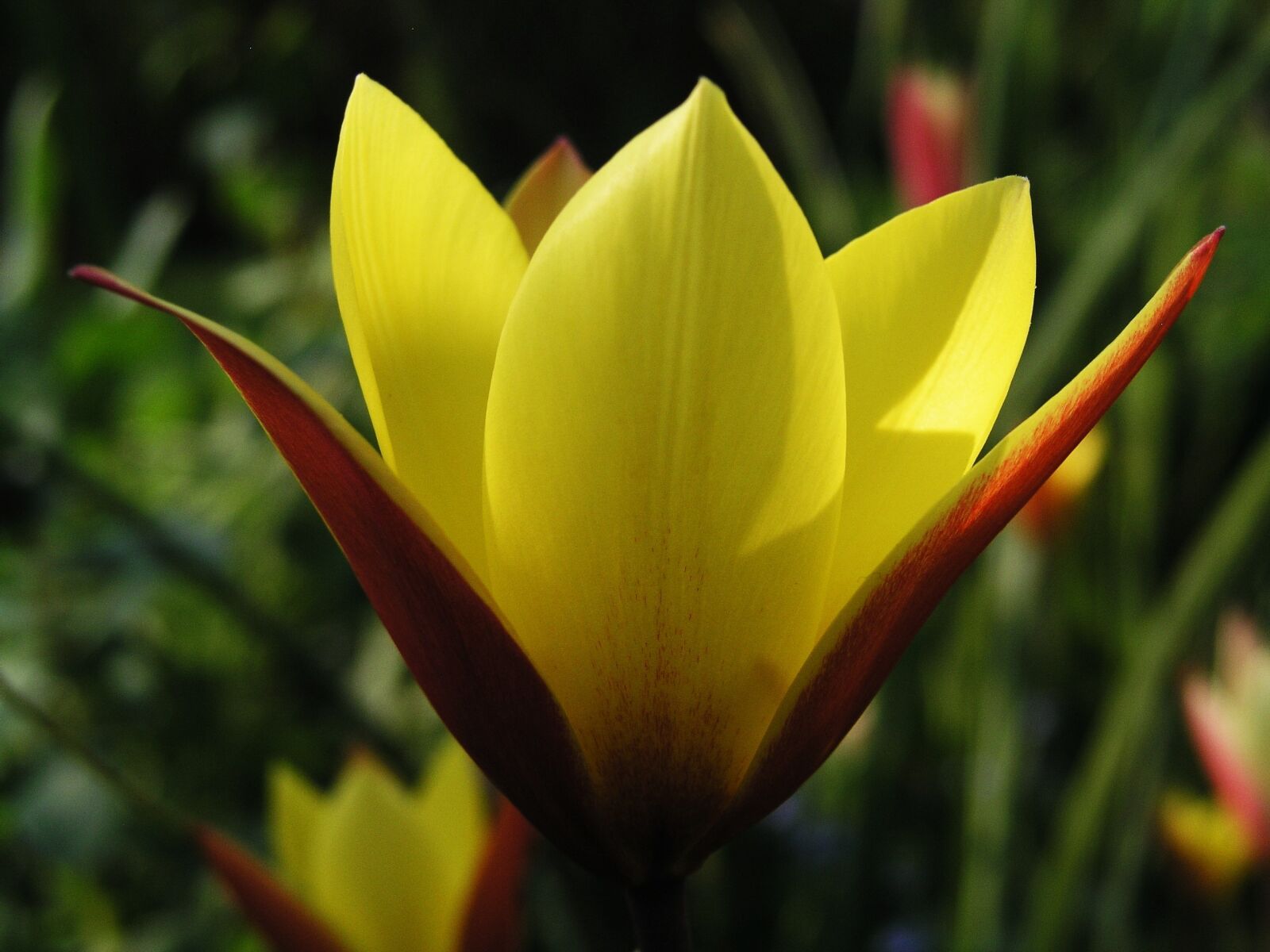 Olympus C5050Z sample photo. Flower, nature, tulip photography