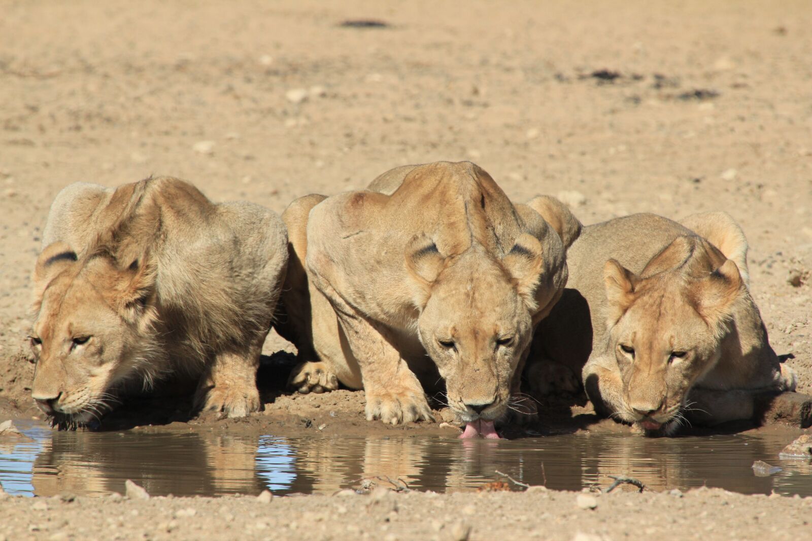 Canon EOS 550D (EOS Rebel T2i / EOS Kiss X4) sample photo. Lions, drinking, safari photography
