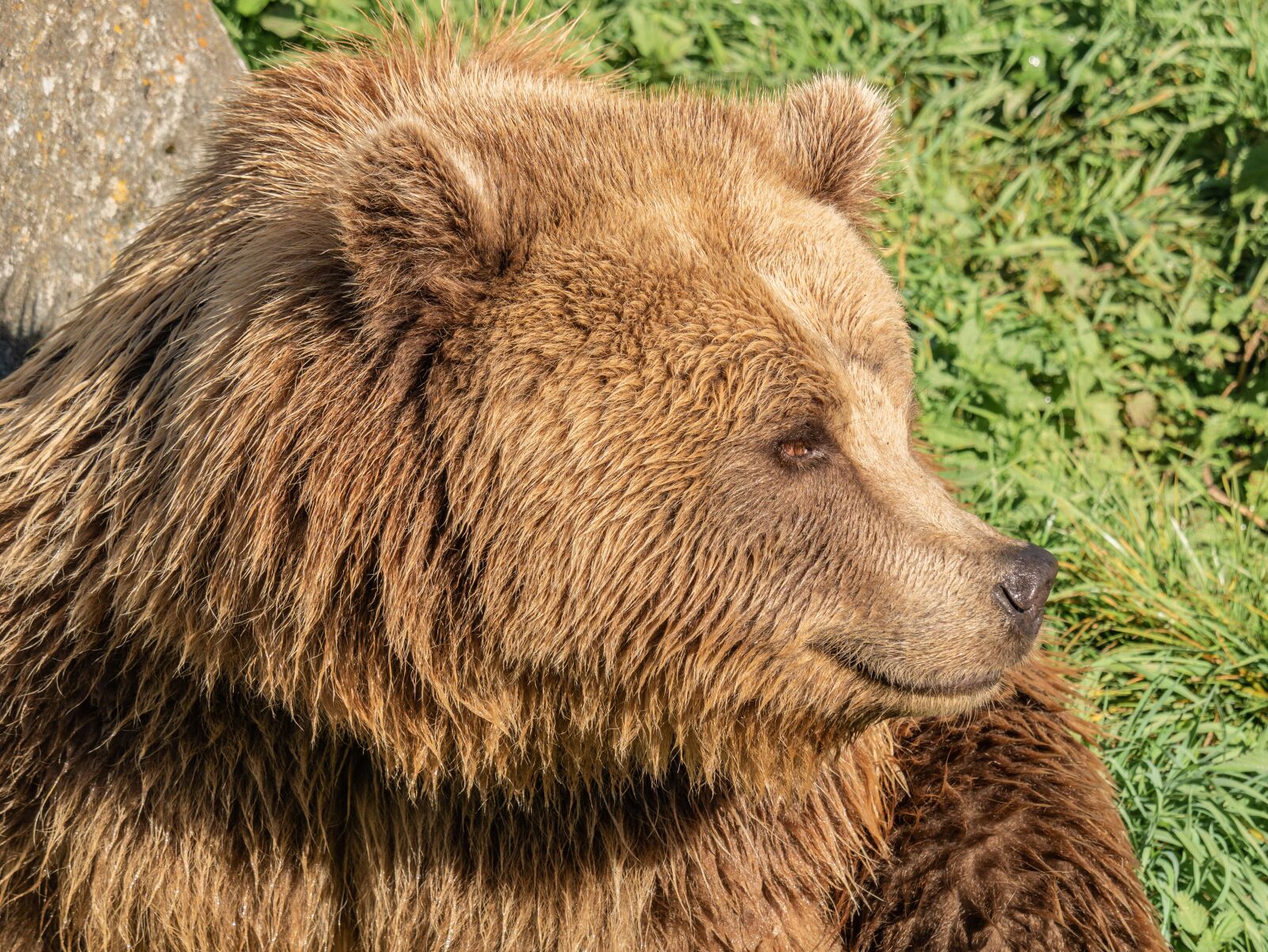 LUMIX G VARIO 100-300/F4.0-5.6II sample photo. Bear, brown bear, fur photography