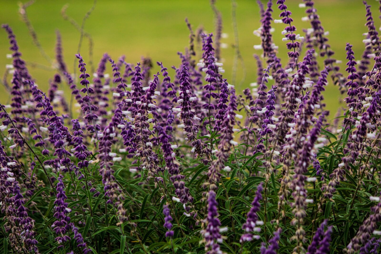 Canon EF-S 55-250mm F4-5.6 IS sample photo. Purple flowers, floral, nature photography
