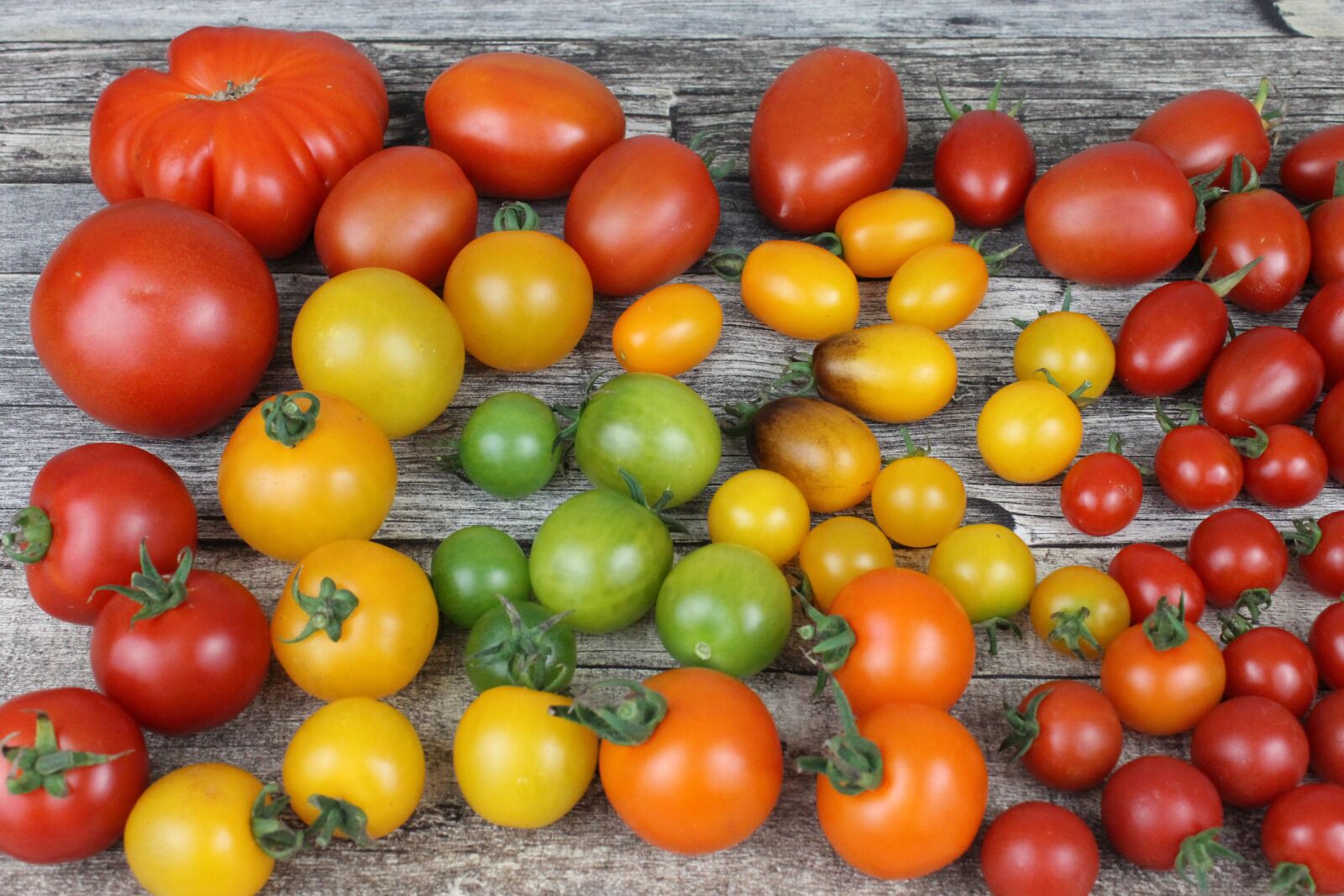 Canon EOS 1100D (EOS Rebel T3 / EOS Kiss X50) sample photo. Tomato, tomatoes, diversity photography
