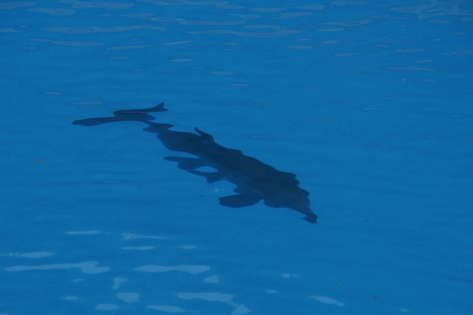Sony SLT-A58 sample photo. Dolphin, bottlenose dolphin, marine photography