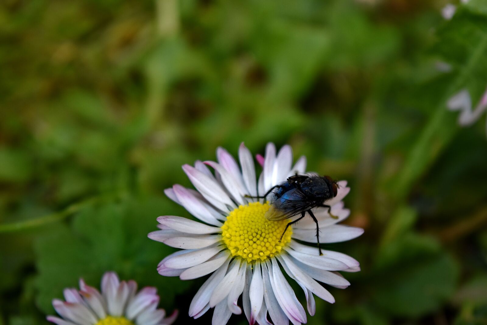 Nikon D5500 sample photo. Animal, close-up, daisy, insect photography