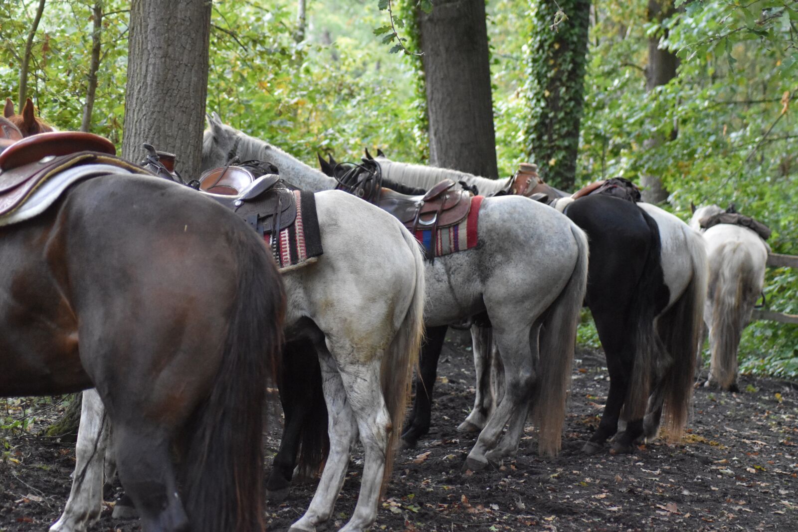 Nikon D3500 sample photo. Horses, order, horse photography