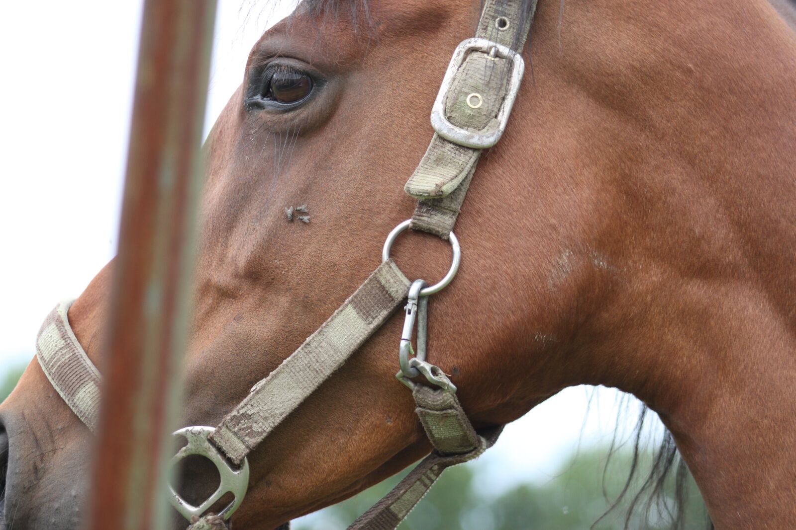 Canon EOS 500D (EOS Rebel T1i / EOS Kiss X3) sample photo. Horse, brown, animal photography