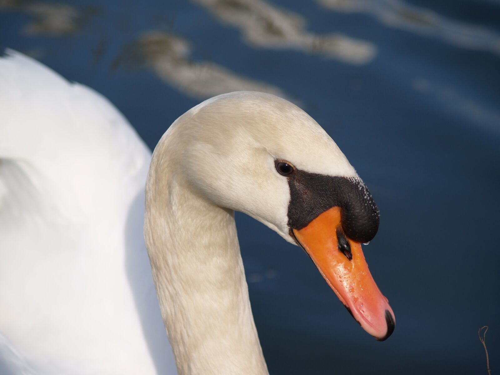 Olympus E-300 (EVOLT E-300) sample photo. Bird, swan, animal photography