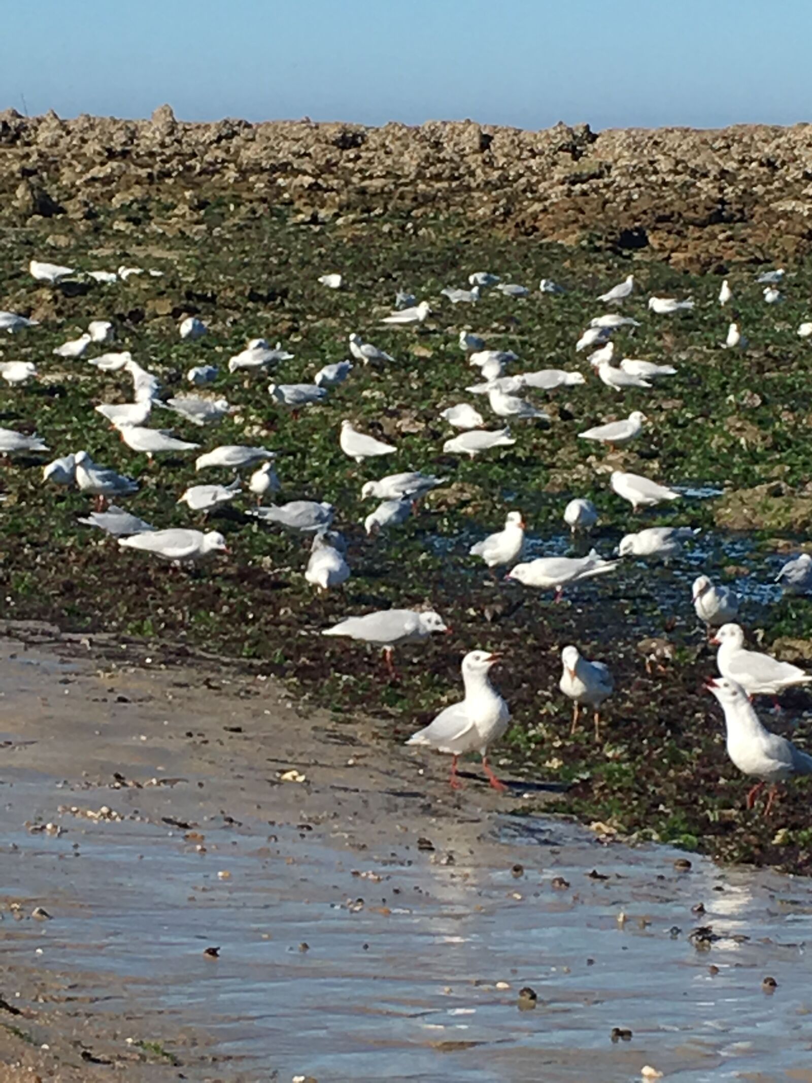 Apple iPhone 6s sample photo. Bird, beach, blue photography