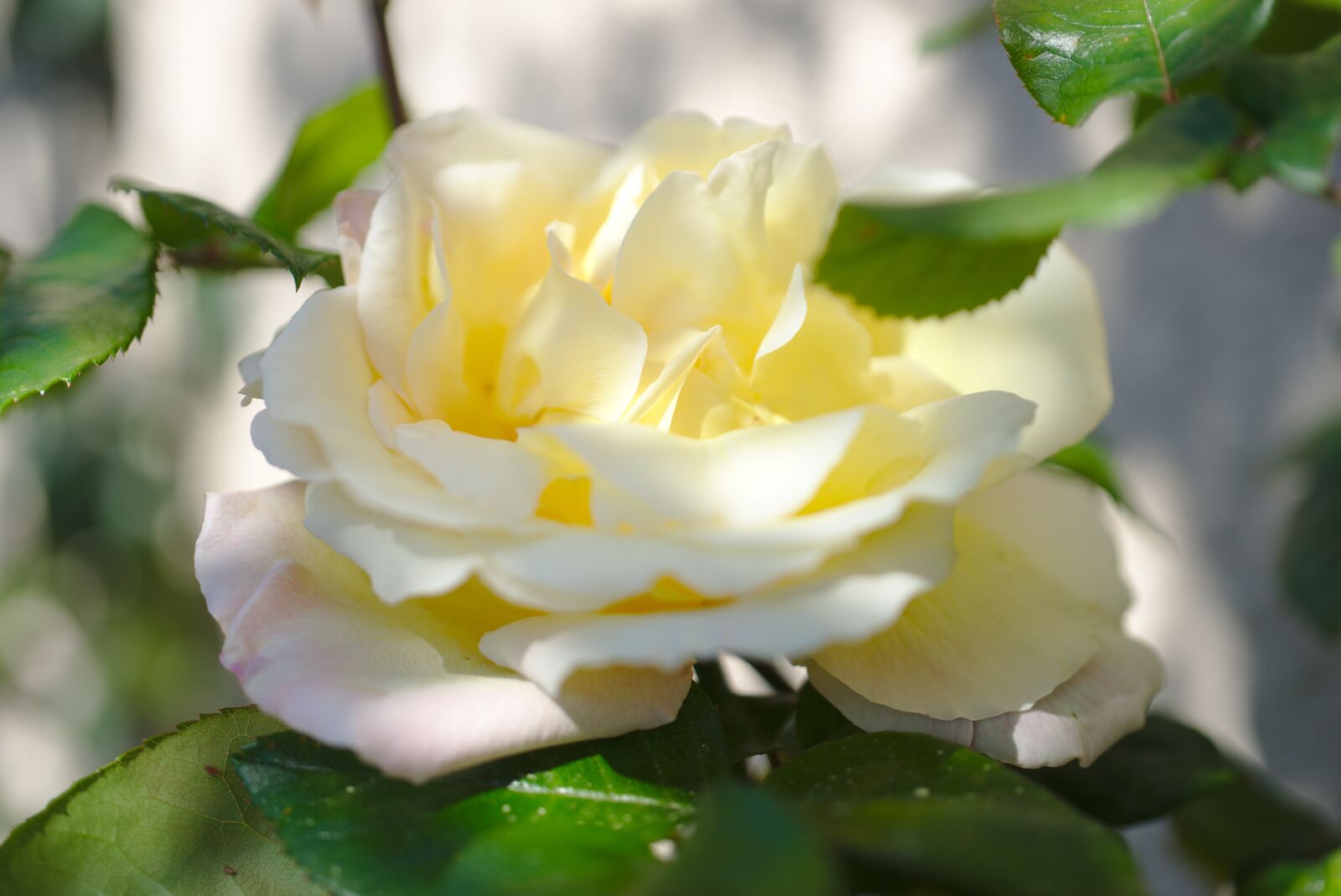 Sony FE 50mm F2.8 Macro sample photo. Pink, white, plant photography