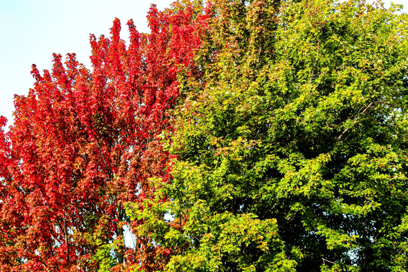 EF75-300mm f/4-5.6 sample photo. Autumn, fall, nature photography