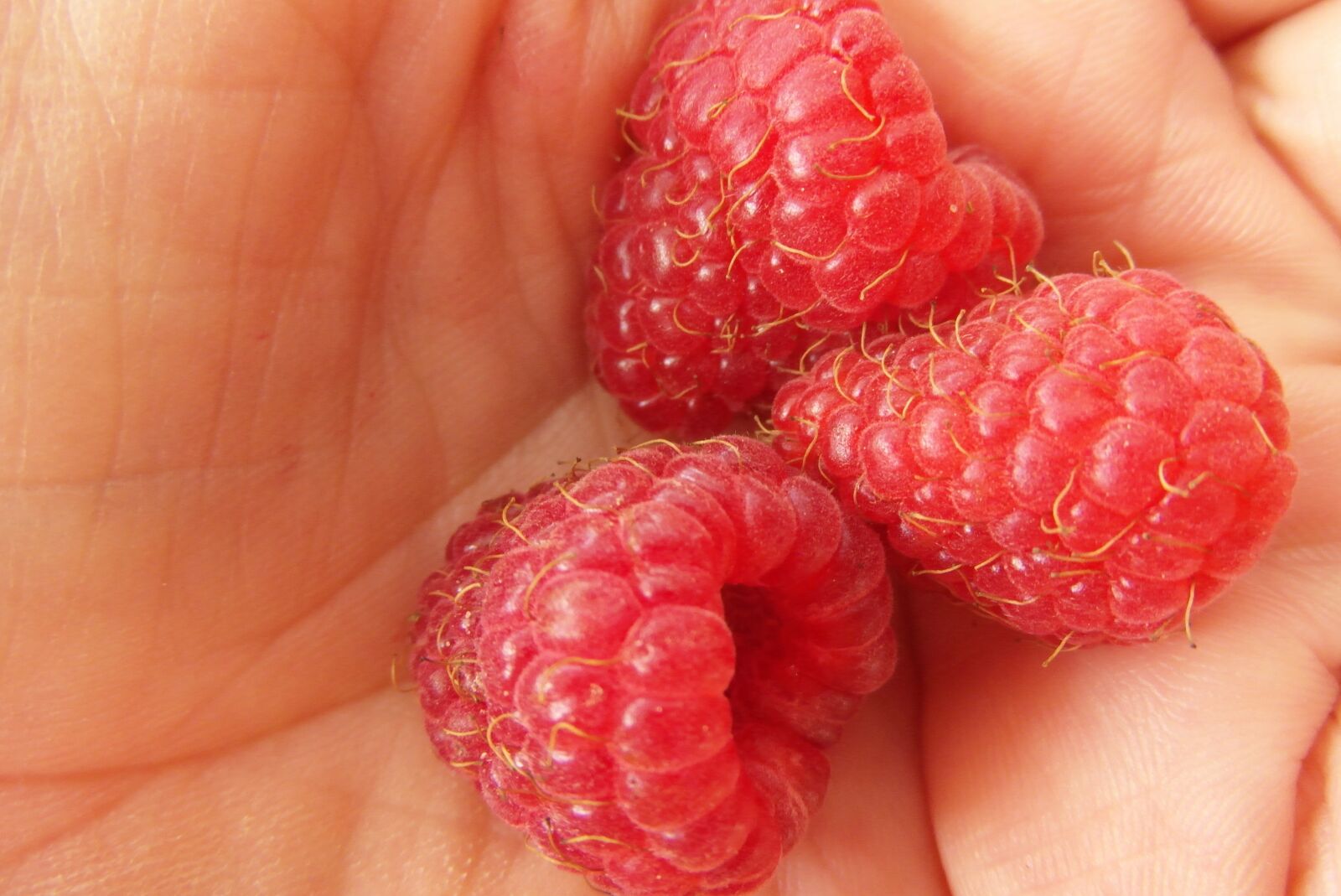 Samsung WB750 sample photo. Raspberry red, color red photography
