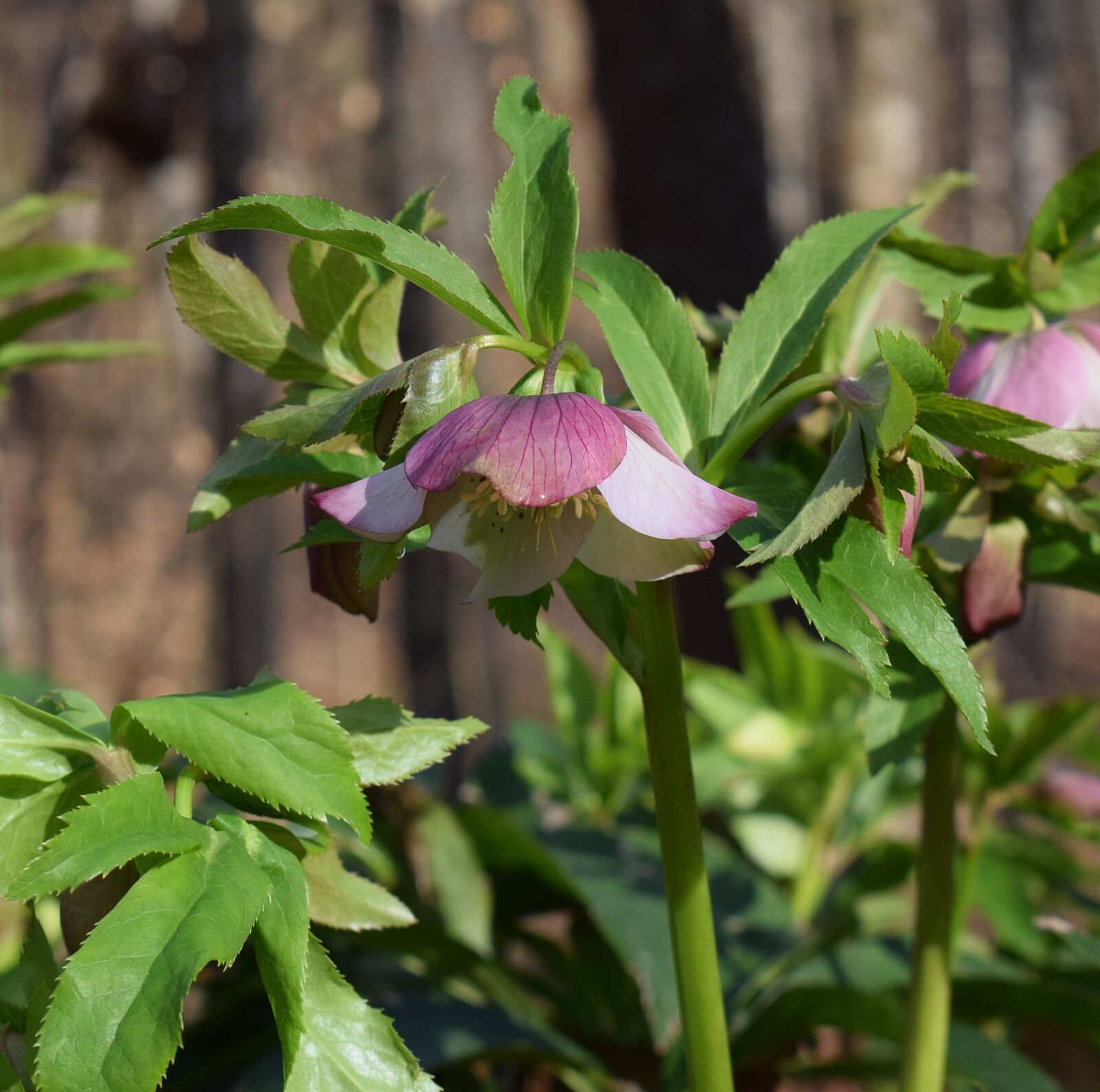 Nikon D3300 sample photo. Pink hellebore, pink lenten photography