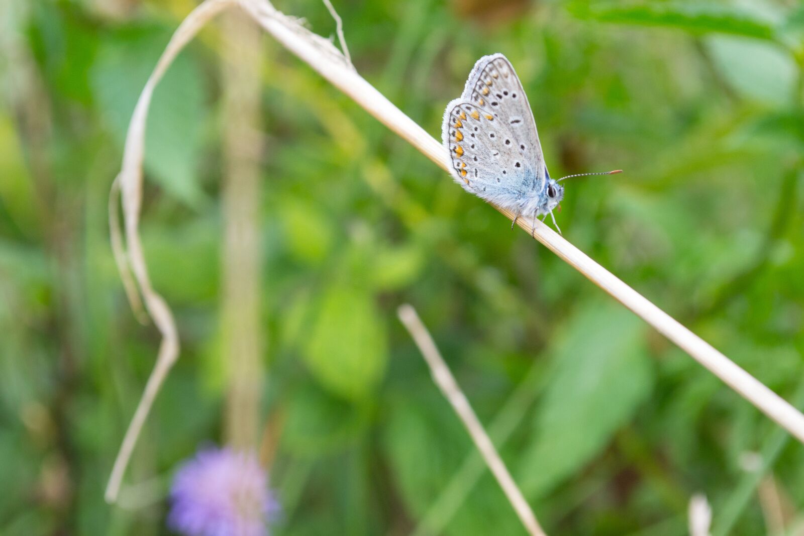 Nikon D3100 sample photo. Butterfly, insect, nature photography