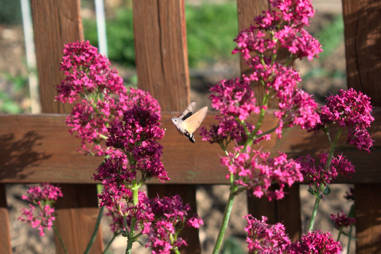 Nikon D3400 sample photo. Hummingbird hawk moth, insect photography